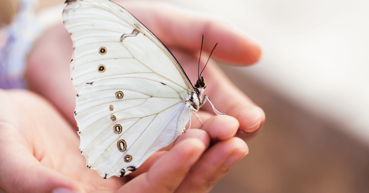 Multi hypnotherapy sessions
